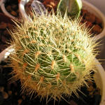 Sulcorebutia flavissima