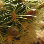 Sulcorebutia flavissima