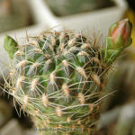 Sulcorebutia oenantha RH818