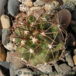 Thelocactus tulensis v. longispinum