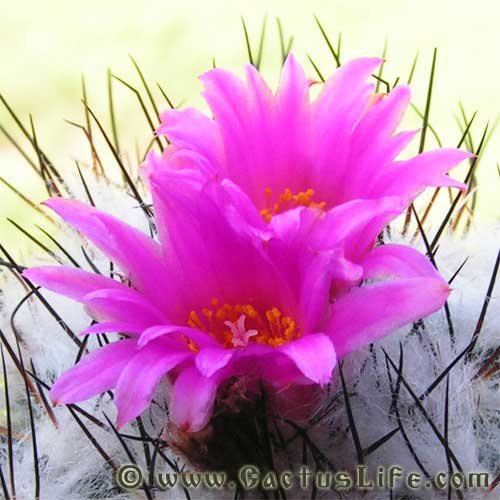 Turbinicarpus viereckii