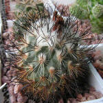 Turbinicarpus viereckii