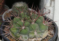 Gymnocalycium Saglione