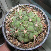 Gymnocalycium Saglione