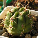 Gymnocalycium achirasense v orientale