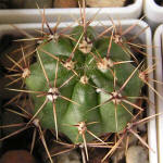 Gymnocalycium achirasense v orientale