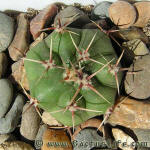 Gymnocalycium achirasense v villamercedense