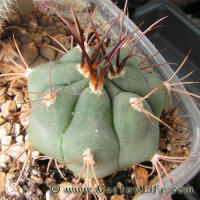 Gymnocalycium ambatoense LF75