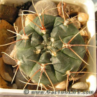 Gymnocalycium andreae GN1062-3838