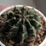 Gymnocalycium anisitsii