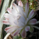 Gymnocalycium anisitsii 