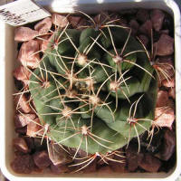 Gymnocalycium Baldianum