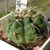 Gymnocalycium Baldianum