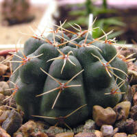 Gymnocalycium Baldianum GN96-925/3029