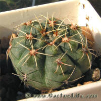 Gymnocalycium Baldianum GN99-1021