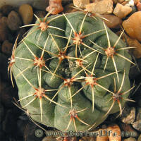 Gymnocalycium Baldianum GN99-1021