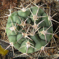 Gymnocalycium mostii STO232