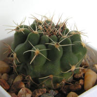 Gymnocalycium mostii VG04-063