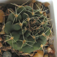 Gymnocalycium mostii VG04-063