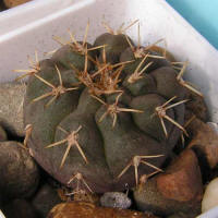 Gymnocalycium bodenbenderianum ssp. intertextum