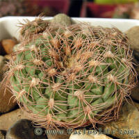 Gymnocalycium calochlorum