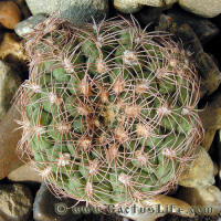 Gymnocalycium calochlorum