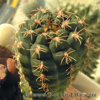 Gymnocalycium carolinense GN273-880