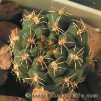 Gymnocalycium carolinense GN273-880