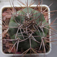 Gymnocalycium castellanosii var. armillatum P217