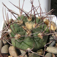 Gymnocalycium castellanosii var. bozsingianum