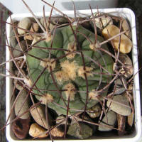 Gymnocalycium castellanosii var. bozsingianum