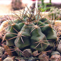 Gymnocalycium damsii ssp. evae v. boosii STO1711