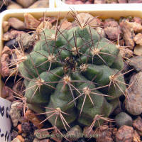 Gymnocalycium damsii ssp. evae v. boosii STO1711