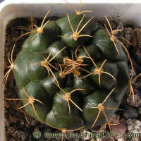 Gymnocalycium damsii ssp. evae STO983