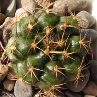 Gymnocalycium damsii torulosum