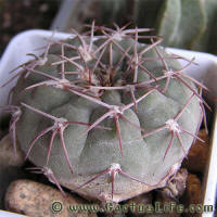 Gymnocalycium glaucum ssp. ferrarii P136