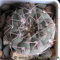 Gymnocalycium glaucum ssp. ferrarii P136