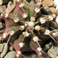 Gymnocalycium friedrichii