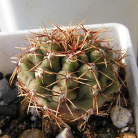 Gymnocalycium gaponii B 42