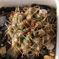 Gymnocalycium gaponii B 42