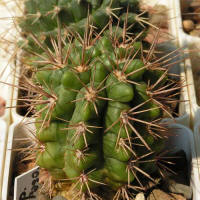 Gymnocalycium horridispinum GN384-1286