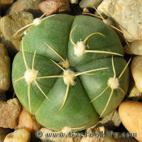 Gymnocalycium Horstii Gf105