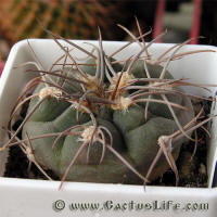 Gymnocalycium hossei P139