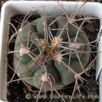 Gymnocalycium hossei P139