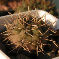 Gymnocalycium kieslingii f. castaneum VS50