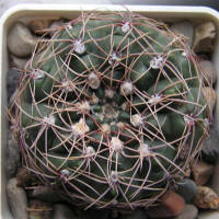 Gymnocalycium leeanum