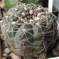 Gymnocalycium leeanum