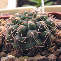 Gymnocalycium leptanthum GN1036/3655