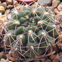 Gymnocalycium leptanthum GN1036/3655