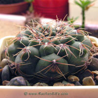 Gymnocalycium leptanthum GN95-839/2717 